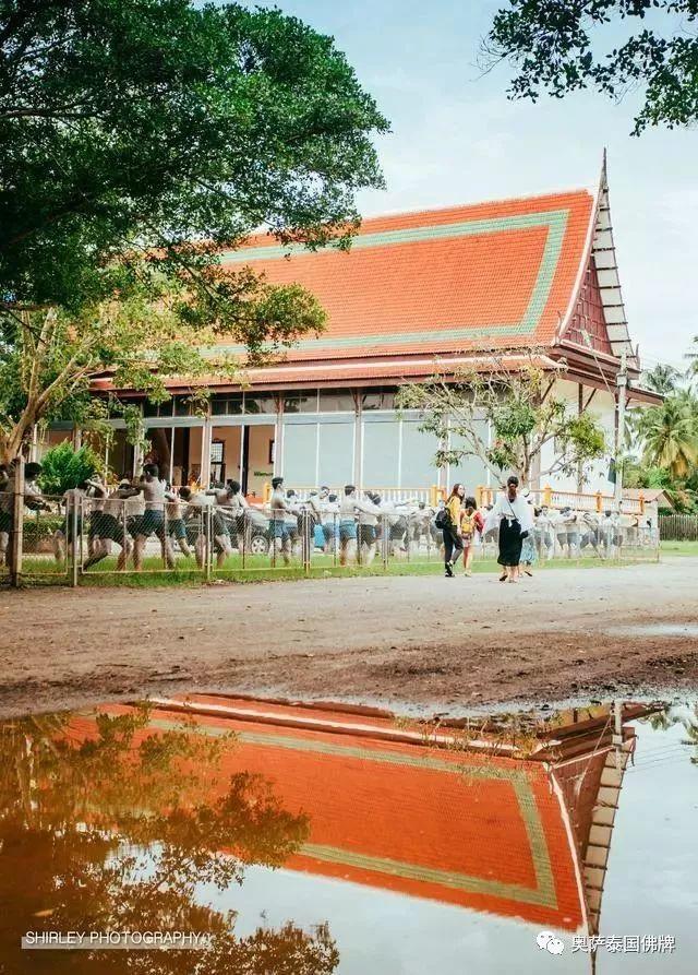 泰国灵验佛寺带你领略 鬼斧神工的树中的庙宇-图片13
