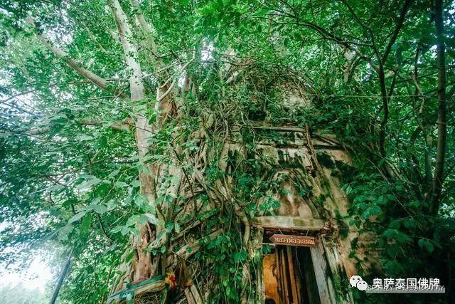 泰国灵验佛寺带你领略 鬼斧神工的树中的庙宇-图片1