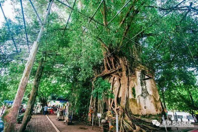泰国灵验佛寺带你领略 鬼斧神工的树中的庙宇-图片5