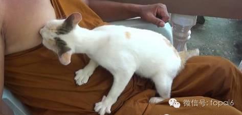 一看就不是正经猫：泰国最“污”的喵星人，居然恋上了吸泰国僧人的……【泰国佛牌】