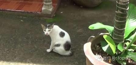 一看就不是正经猫：泰国最“污”的喵星人，居然恋上了吸泰国僧人的……-图片2