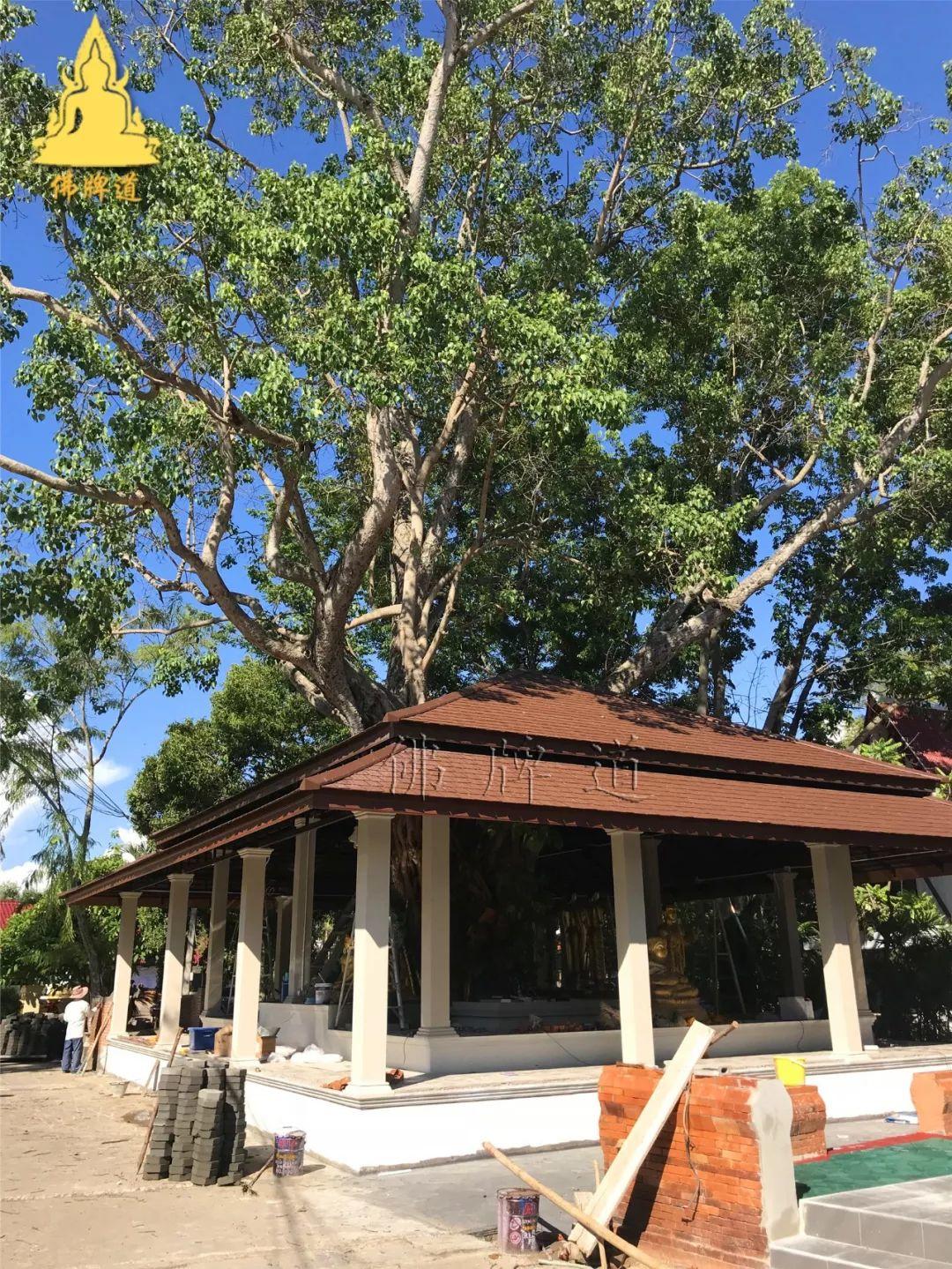 【活动现场】–帮助森林派师父–龙婆通波哇寺庙 建造“大型立尊像”-图片2