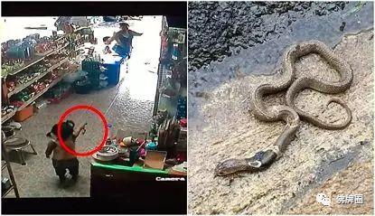 佛牌庇护?3岁女孩徒手抓眼镜蛇竟毫发无伤!【泰国佛牌】 佛牌庇护?3岁女孩徒手抓眼镜蛇竟毫发无伤!-图片2