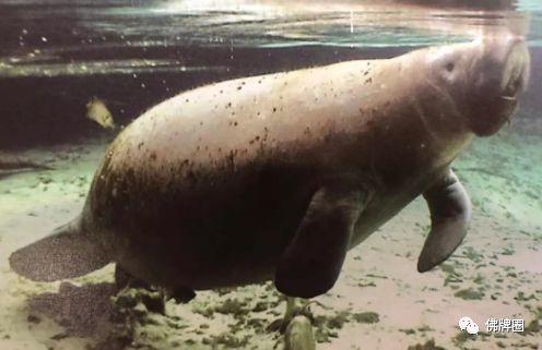 那些可遇不可求的，制作“洗朋”（人缘膏）的顶尖原料！-图片6