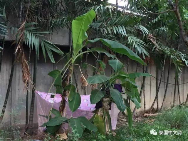 90岁泰国老人为活着,漂泊他乡打工,住垃圾场被人赶!【泰国佛牌】 90岁泰国老人为活着,漂泊他乡打工,住垃圾场被人赶!【泰国佛牌】