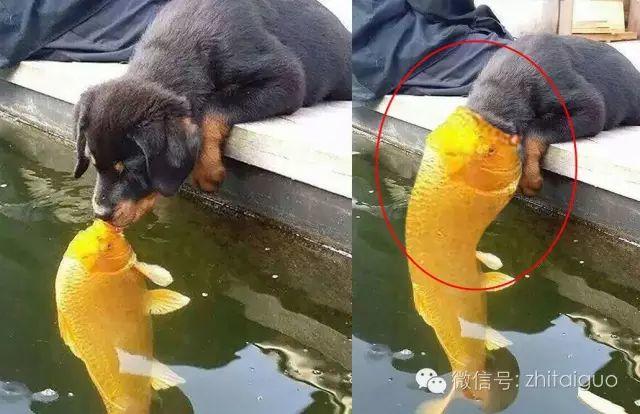 泰国一只想要上演“鱼汪之恋”的汪星人【泰国佛牌】 泰国一只想要上演“鱼汪之恋”的汪星人【泰国佛牌】