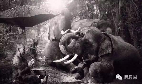 万物皆有灵：泰国大象向高僧下跪！【泰国佛牌】