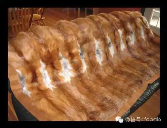 泰国狐仙是冒牌货的几个有利证据【泰国佛牌】 泰国狐仙是冒牌货的几个有利证据-图片2