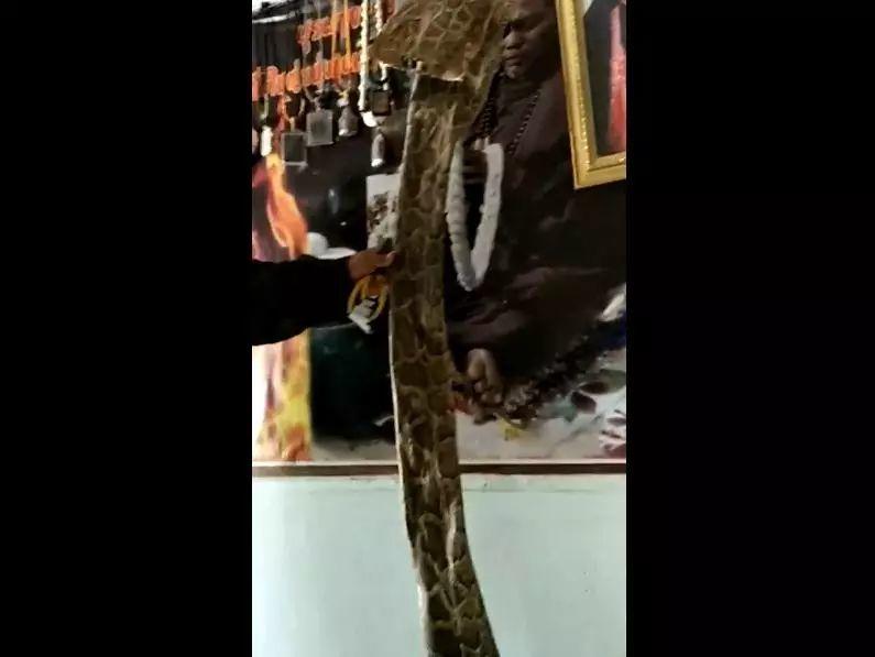 明天去泰国23号去师傅家做法事师傅刚刚发给我的视频，蛇皮招财的，这么大的蟒蛇皮难得哦～有木有预定的，可以实名恭请
