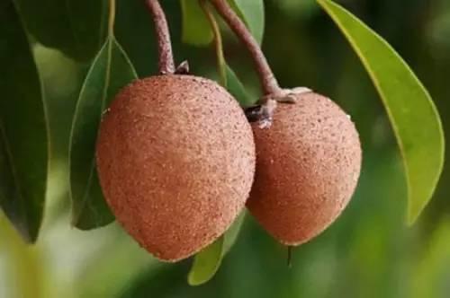 去“水果王国”泰国你不可不吃的水果~【泰国佛牌】 去“水果王国”泰国你不可不吃的水果~-图片8