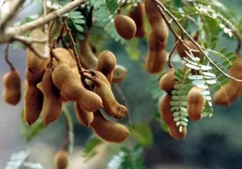 去“水果王国”泰国你不可不吃的水果~【泰国佛牌】 去“水果王国”泰国你不可不吃的水果~【泰国佛牌】