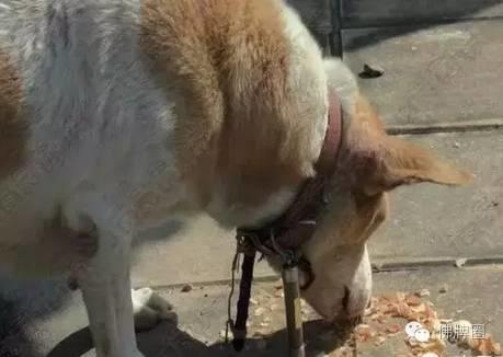 轻易狗带的佛牌【泰国佛牌】