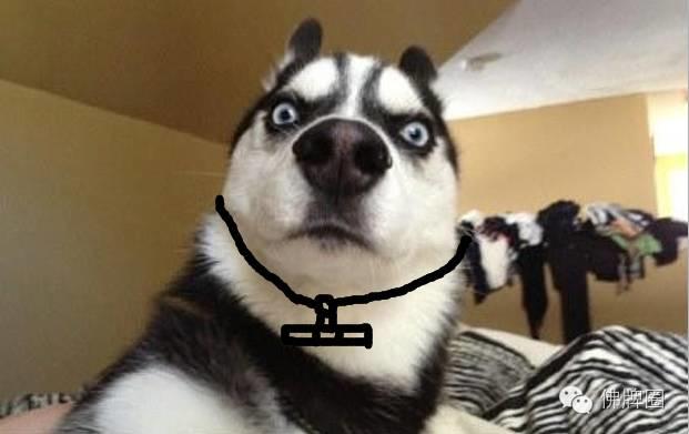 轻易狗带的佛牌【泰国佛牌】 轻易狗带的佛牌【泰国佛牌】