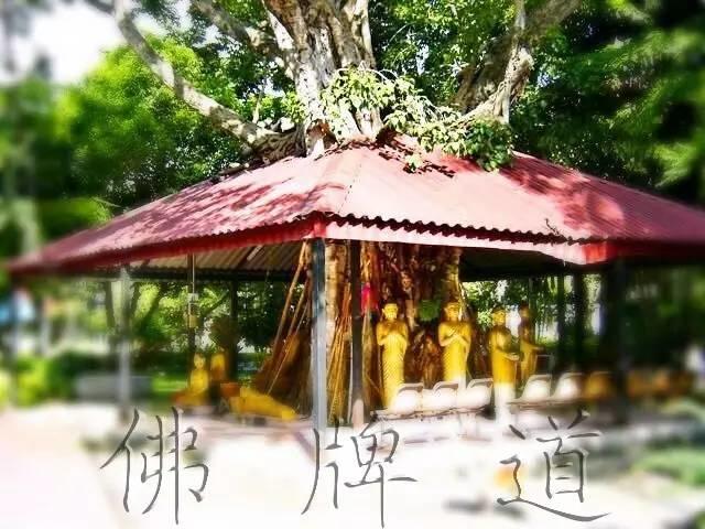 佛牌道–转运吉祥“菩提叶圣物”-图片4