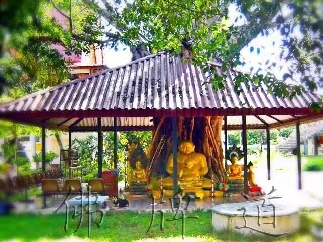 佛牌道–转运吉祥“菩提叶圣物”-图片6