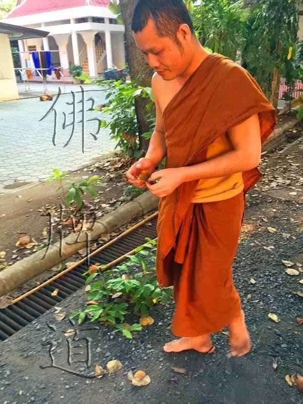 佛牌道–转运吉祥“菩提叶圣物”-图片5