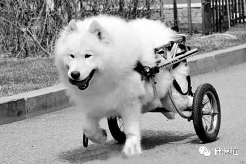 看完你能忍到第几张不哭?【泰国佛牌】 看完你能忍到第几张不哭?-图片10