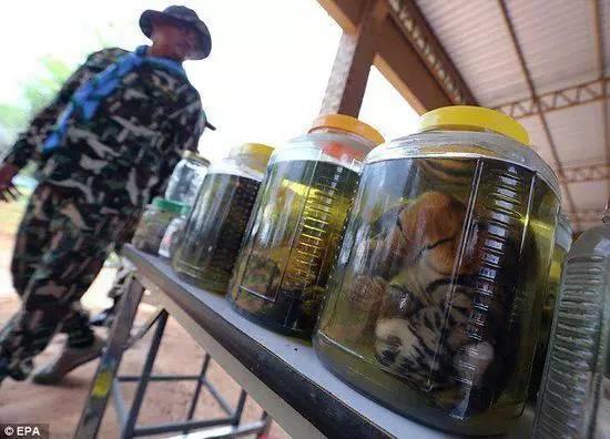 庙里不一定供的是菩萨--泰国虎庙【泰国佛牌】 庙里不一定供的是菩萨–泰国虎庙-图片1