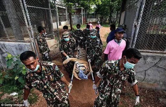 庙里不一定供的是菩萨--泰国虎庙【泰国佛牌】 庙里不一定供的是菩萨–泰国虎庙-图片15