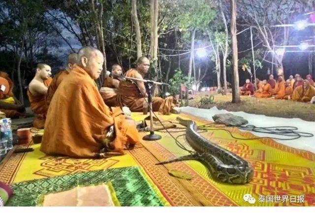 寺庙所养的大蟒蛇也这么有佛性，认真聆听诵经法会【泰国佛牌】