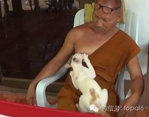 一看就不是正经猫：泰国最“污”的喵星人，居然恋上了吸泰国僧人的……【泰国佛牌】