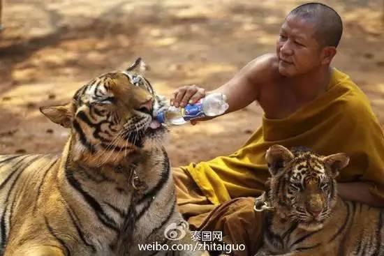 庙里不一定供的是菩萨–泰国虎庙-图片20
