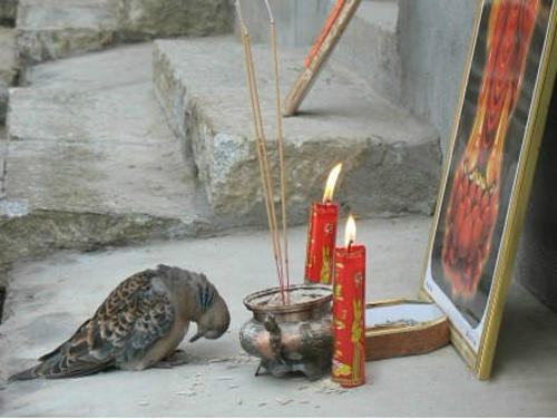 你见过会拜佛的动物吗?精心整理,太有爱了!!!【泰国佛牌】 你见过会拜佛的动物吗?精心整理,太有爱了!!!【泰国佛牌】