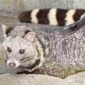 超强成愿 龙婆碧那巴拉吉【泰国佛牌】 超强成愿 龙婆碧那巴拉吉-图片1