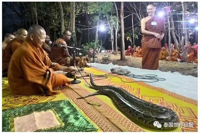 寺庙所养的大蟒蛇也这么有佛性，认真聆听诵经法会【泰国佛牌】