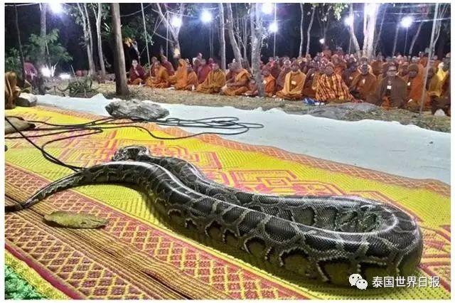 寺庙所养的大蟒蛇也这么有佛性，认真聆听诵经法会【泰国佛牌】
