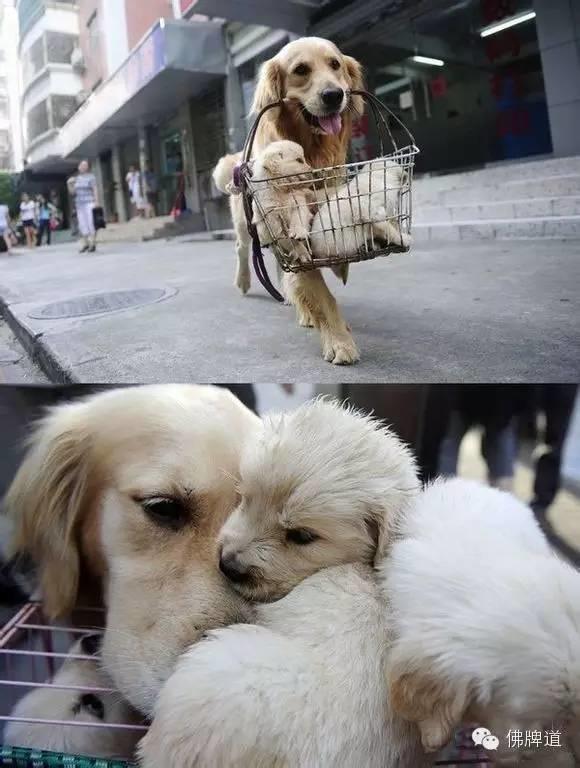 看完你能忍到第几张不哭?【泰国佛牌】 看完你能忍到第几张不哭?-图片2