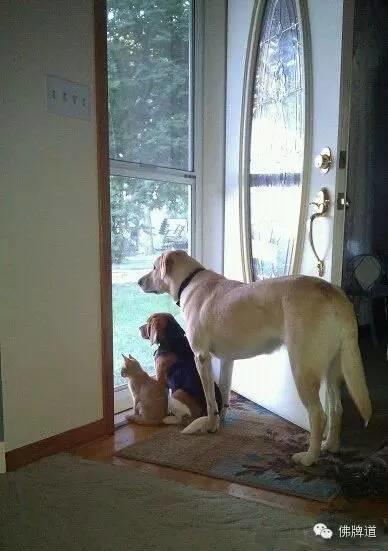 看完你能忍到第几张不哭?【泰国佛牌】 看完你能忍到第几张不哭?-图片13