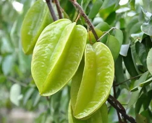 去“水果王国”泰国你不可不吃的水果~【泰国佛牌】 去“水果王国”泰国你不可不吃的水果~-图片5