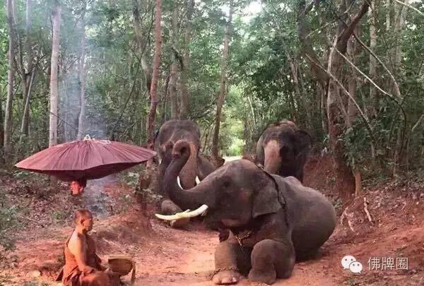 万物皆有灵：泰国大象向高僧下跪！【泰国佛牌】