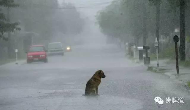 看完你能忍到第几张不哭?【泰国佛牌】 看完你能忍到第几张不哭?-图片1