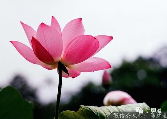 佛牌道03（下）-高僧的加持法力来自于哪里？-图片12