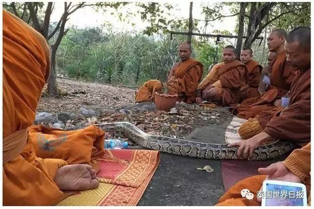 寺庙所养的大蟒蛇也这么有佛性，认真聆听诵经法会【泰国佛牌】