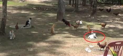 一看就不是正经猫：泰国最“污”的喵星人，居然恋上了吸泰国僧人的……【泰国佛牌】