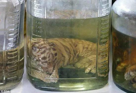 庙里不一定供的是菩萨--泰国虎庙【泰国佛牌】 庙里不一定供的是菩萨–泰国虎庙-图片3