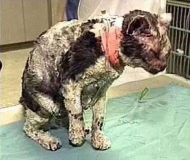 震惊世人！纽约这只猫反复冲进火海5次，只为了…看到的人都落泪了【泰国佛牌】