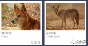 起源中国的狐仙,是如何成为“佛牌”的?聊聊牌商和代购的区别!【泰国佛牌】 起源中国的狐仙,是如何成为“佛牌”的?聊聊牌商和代购的区别!-图片2