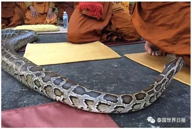 寺庙所养的大蟒蛇也这么有佛性，认真聆听诵经法会【泰国佛牌】