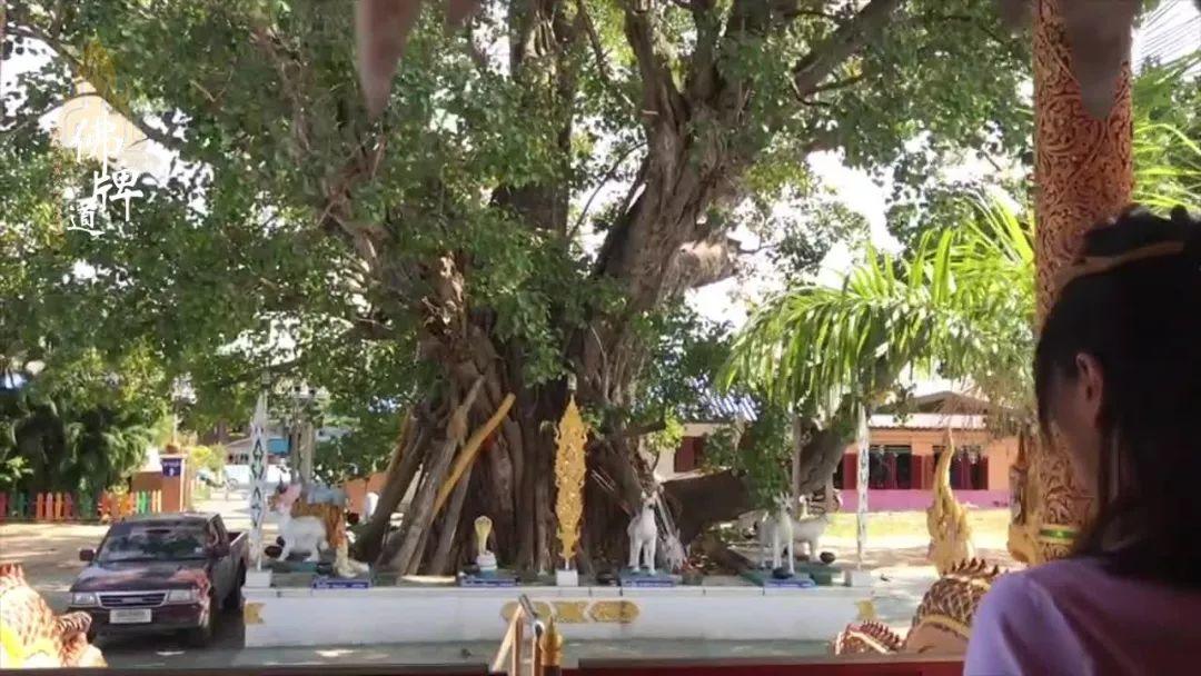 【正统法事】古巴悟师父-圣蜡接运法事【泰国佛牌】 【正统法事】古巴悟师父-圣蜡接运法事【泰国佛牌】