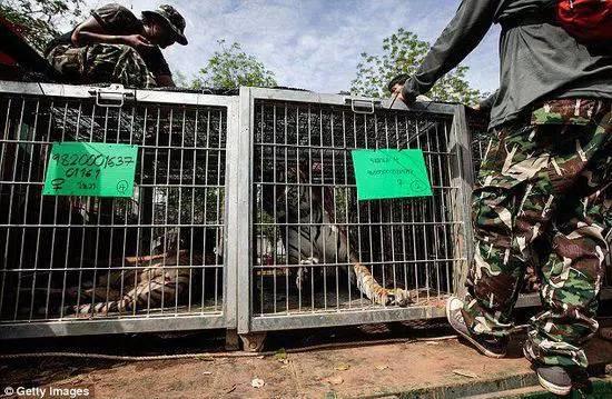 庙里不一定供的是菩萨--泰国虎庙【泰国佛牌】 庙里不一定供的是菩萨–泰国虎庙-图片16