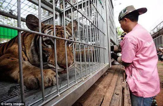 庙里不一定供的是菩萨--泰国虎庙【泰国佛牌】 庙里不一定供的是菩萨–泰国虎庙-图片14