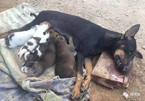 母狗被车撞成重伤，临死前拼命爬回家给小狗喂奶！
