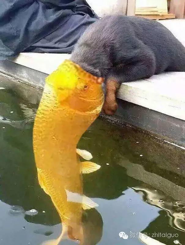 泰国一只想要上演“鱼汪之恋”的汪星人【泰国佛牌】 泰国一只想要上演“鱼汪之恋”的汪星人【泰国佛牌】