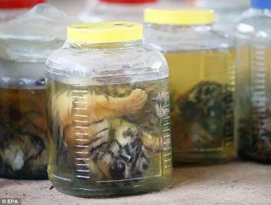 庙里不一定供的是菩萨--泰国虎庙【泰国佛牌】 庙里不一定供的是菩萨–泰国虎庙-图片4