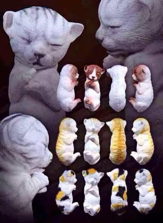 可爱的外表下-图片3