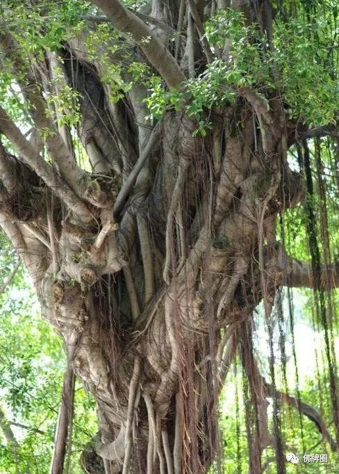 那些可遇不可求的，制作“洗朋”（人缘膏）的顶尖原料！-图片2